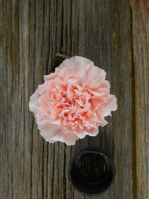 MIZUKI PALE PINK CARNATIONS